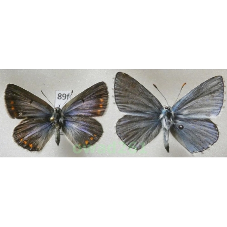 Polyommatus bellargus (Rottemburg, 1775) pair Poland89f